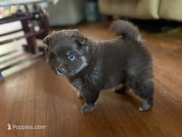 Chocolate & tan – Siberian Husky, Pomeranian puppy for sale in Skowhegan, ME