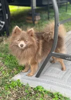 Chocolate & tan, a female Siberian Husky and Pomeranian for sale in Skowhegan, ME – 6 of 6