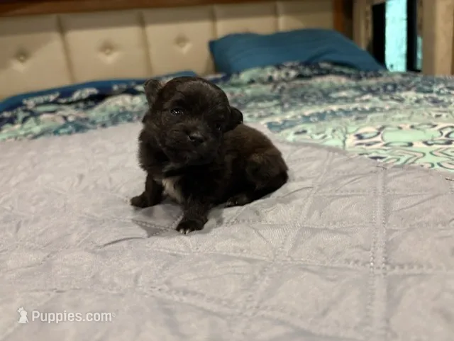 Brindle – Pomeranian puppy for sale in Skowhegan, ME