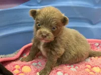 Darker Lavender, a male Pomeranian for sale in Skowhegan, ME – 1 of 6