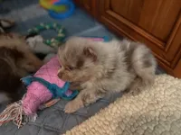 Lavender Merle, a male Pomeranian for sale in Skowhegan, ME – 2 of 5
