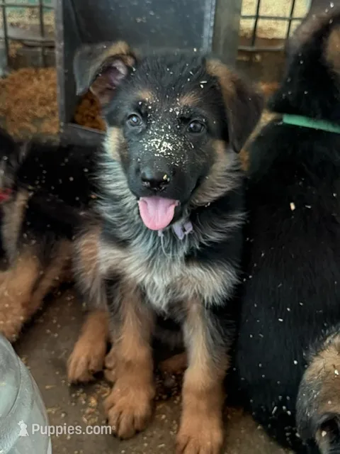 Debbie – German Shepherd Dog puppy for sale in San Miguel, CA