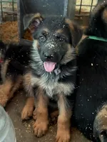 (Hey) JUDE , a female German Shepherd Dog for sale in San Miguel, CA – 5 of 10