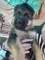 Debbie, a female German Shepherd Dog for sale in San Miguel, CA – 4 of 5