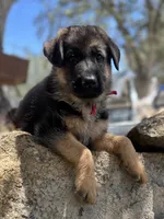 Abby Road , a female German Shepherd Dog for sale in San Miguel, CA – 5 of 10
