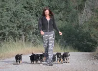 Abigal, a female German Shepherd Dog for sale in San Miguel, CA – 3 of 5