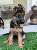 Molly, a female German Shepherd Dog for sale in San Miguel, CA – 4 of 6