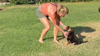 Abby Road , a female German Shepherd Dog for sale in San Miguel, CA – 8 of 10