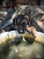 Abby Road , a female German Shepherd Dog for sale in San Miguel, CA – 6 of 10