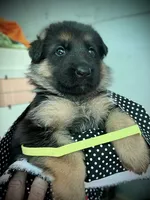 Maggie, a female German Shepherd Dog for sale in San Miguel, CA – 4 of 4