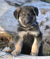 Abigal, a female German Shepherd Dog for sale in San Miguel, CA – 1 of 5