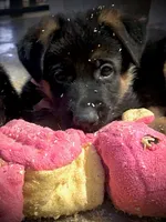 Debbie, a female German Shepherd Dog for sale in San Miguel, CA – 3 of 5
