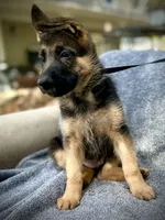 Penny lane , a female German Shepherd Dog for sale in San Miguel, CA – 5 of 8