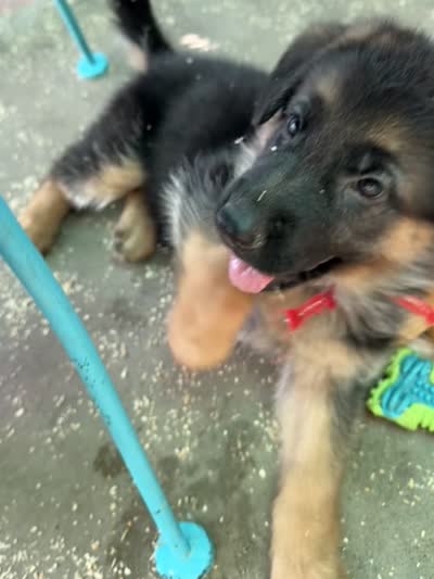 Abby Road , a female German Shepherd Dog for sale in San Miguel, CA – 10 of 10