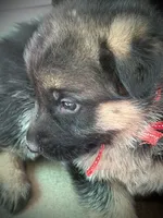Abby Road , a female German Shepherd Dog for sale in San Miguel, CA – 4 of 10