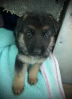 (Hey) JUDE , a female German Shepherd Dog for sale in San Miguel, CA – 9 of 10
