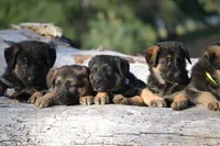 Abigal, a female German Shepherd Dog for sale in San Miguel, CA – 4 of 5