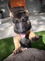 Penny lane , a female German Shepherd Dog for sale in San Miguel, CA – 4 of 8