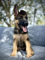 Penny lane , a female German Shepherd Dog for sale in San Miguel, CA – 3 of 8