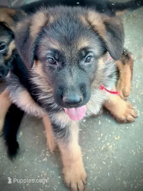 Abby Road  – German Shepherd Dog puppy for sale in San Miguel, CA