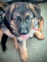 Abby Road , a female German Shepherd Dog for sale in San Miguel, CA – 1 of 10