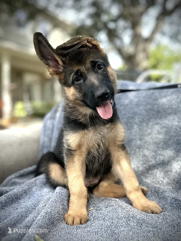 Penny lane  – German Shepherd Dog puppy for sale in San Miguel, CA