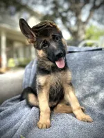 Penny lane , a female German Shepherd Dog for sale in San Miguel, CA – 1 of 8