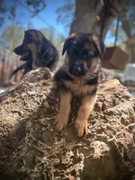 Abby Road , a female German Shepherd Dog for sale in San Miguel, CA – 3 of 10