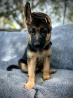 Penny lane , a female German Shepherd Dog for sale in San Miguel, CA – 7 of 8