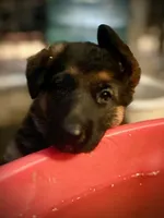 Debbie, a female German Shepherd Dog for sale in San Miguel, CA – 2 of 5