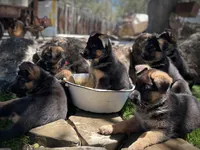 Abby Road , a female German Shepherd Dog for sale in San Miguel, CA – 9 of 10