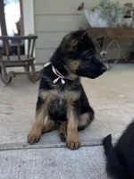 (Hey) JUDE , a female German Shepherd Dog for sale in San Miguel, CA – 2 of 10