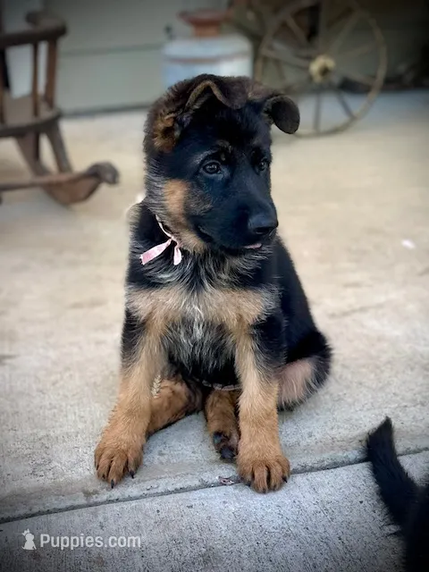 (Hey) JUDE  – German Shepherd Dog puppy for sale in San Miguel, CA