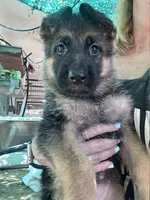 Debbie, a female German Shepherd Dog for sale in San Miguel, CA – 5 of 5