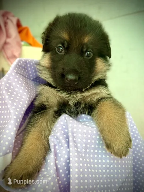 Maggie – German Shepherd Dog puppy for sale in San Miguel, CA