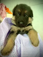 Maggie, a female German Shepherd Dog for sale in San Miguel, CA – 1 of 4