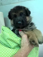 Maggie, a female German Shepherd Dog for sale in San Miguel, CA – 2 of 4