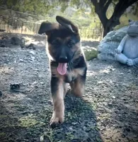 Molly, a female German Shepherd Dog for sale in San Miguel, CA – 5 of 6