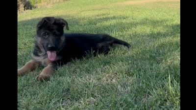 (Hey) JUDE , a female German Shepherd Dog for sale in San Miguel, CA – 10 of 10