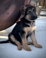 Molly, a female German Shepherd Dog for sale in San Miguel, CA – 6 of 6