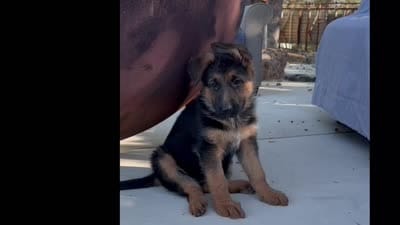 Molly, a female German Shepherd Dog for sale in San Miguel, CA – 2 of 6
