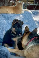 (Hey) JUDE , a female German Shepherd Dog for sale in San Miguel, CA – 7 of 10
