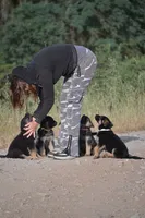 Abigal, a female German Shepherd Dog for sale in San Miguel, CA – 2 of 5