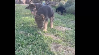 Penny lane , a female German Shepherd Dog for sale in San Miguel, CA – 8 of 8