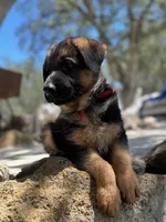 Abby Road , a female German Shepherd Dog for sale in San Miguel, CA – 2 of 10