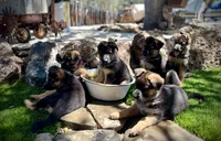 (Hey) JUDE , a female German Shepherd Dog for sale in San Miguel, CA – 3 of 10