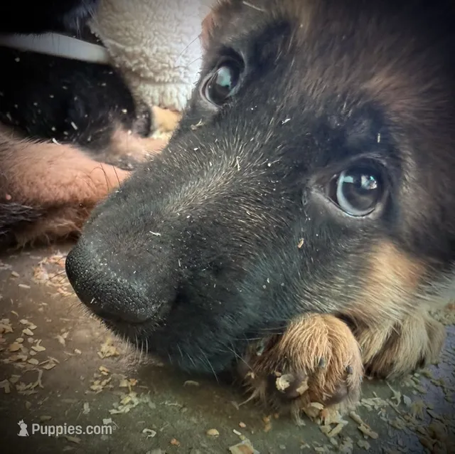 Debbie – German Shepherd Dog puppy for sale in San Miguel, CA