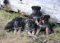 Abigal, a female German Shepherd Dog for sale in San Miguel, CA – 5 of 5