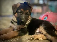 Molly, a female German Shepherd Dog for sale in San Miguel, CA – 3 of 6