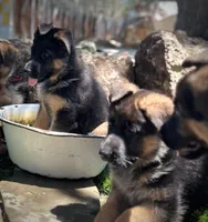 Abby Road , a female German Shepherd Dog for sale in San Miguel, CA – 7 of 10